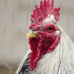 Meet your Posher, Jacob